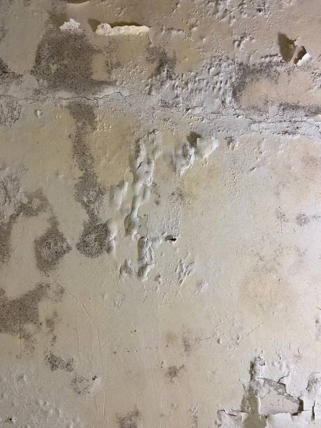 Best Office Mold Removal Services  in Ridgeland, MS