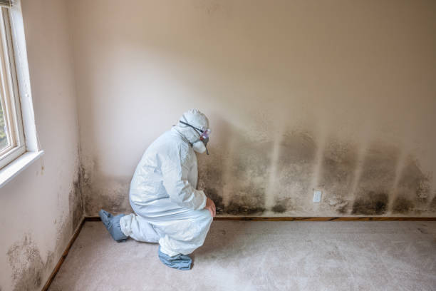 Best Fast Mold Removal  in Ridgeland, MS