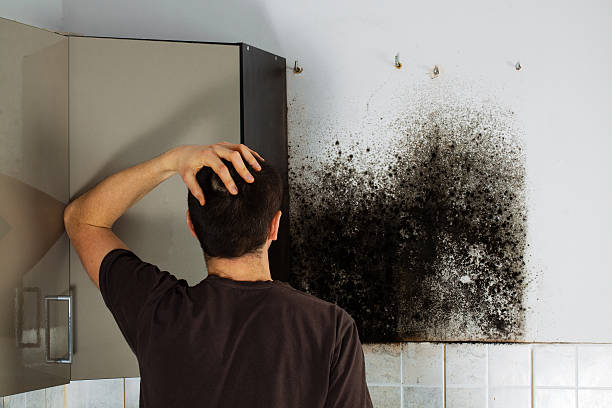 Best Attic Mold Removal  in Ridgeland, MS