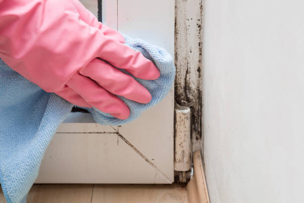 Best Crawl Space Mold Removal  in Ridgeland, MS